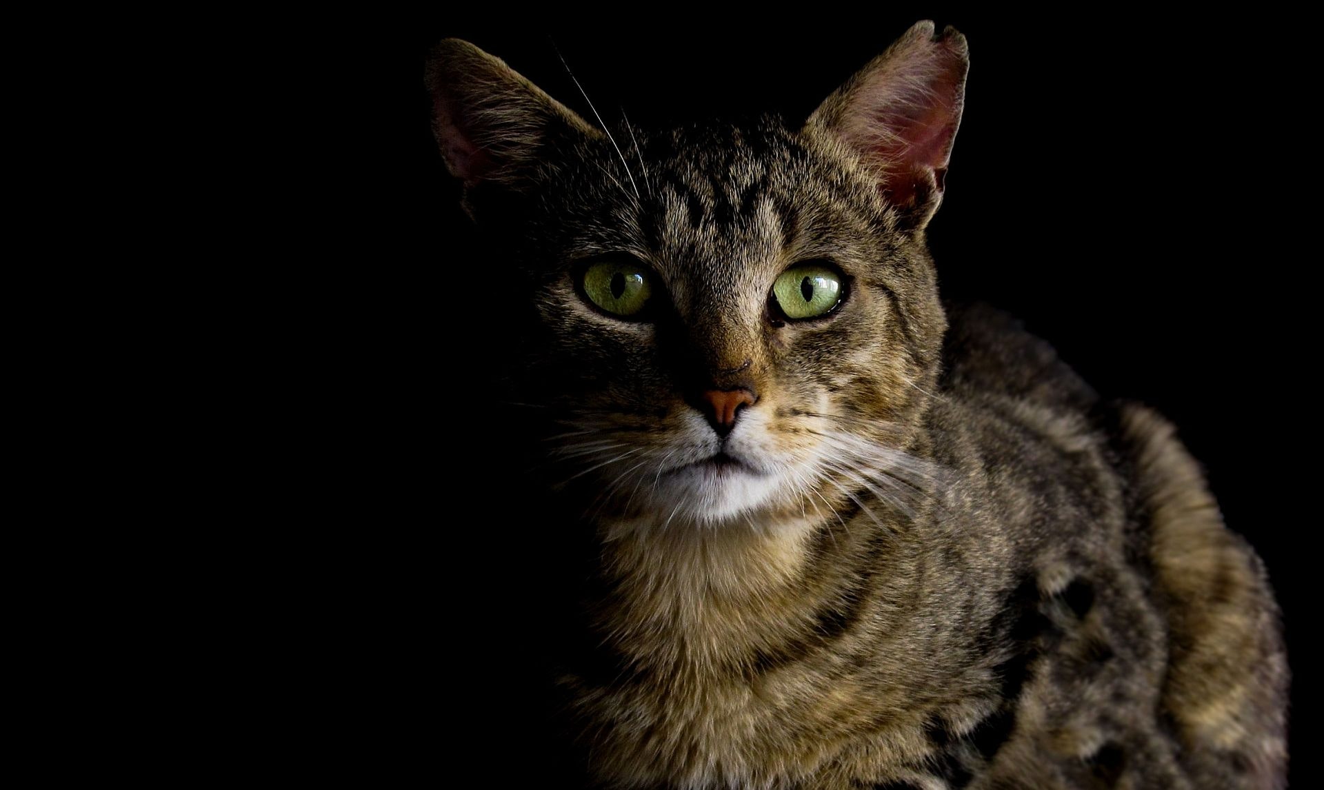 Can Cats See in the Dark? Let's Find Out! Cooper Pet Care