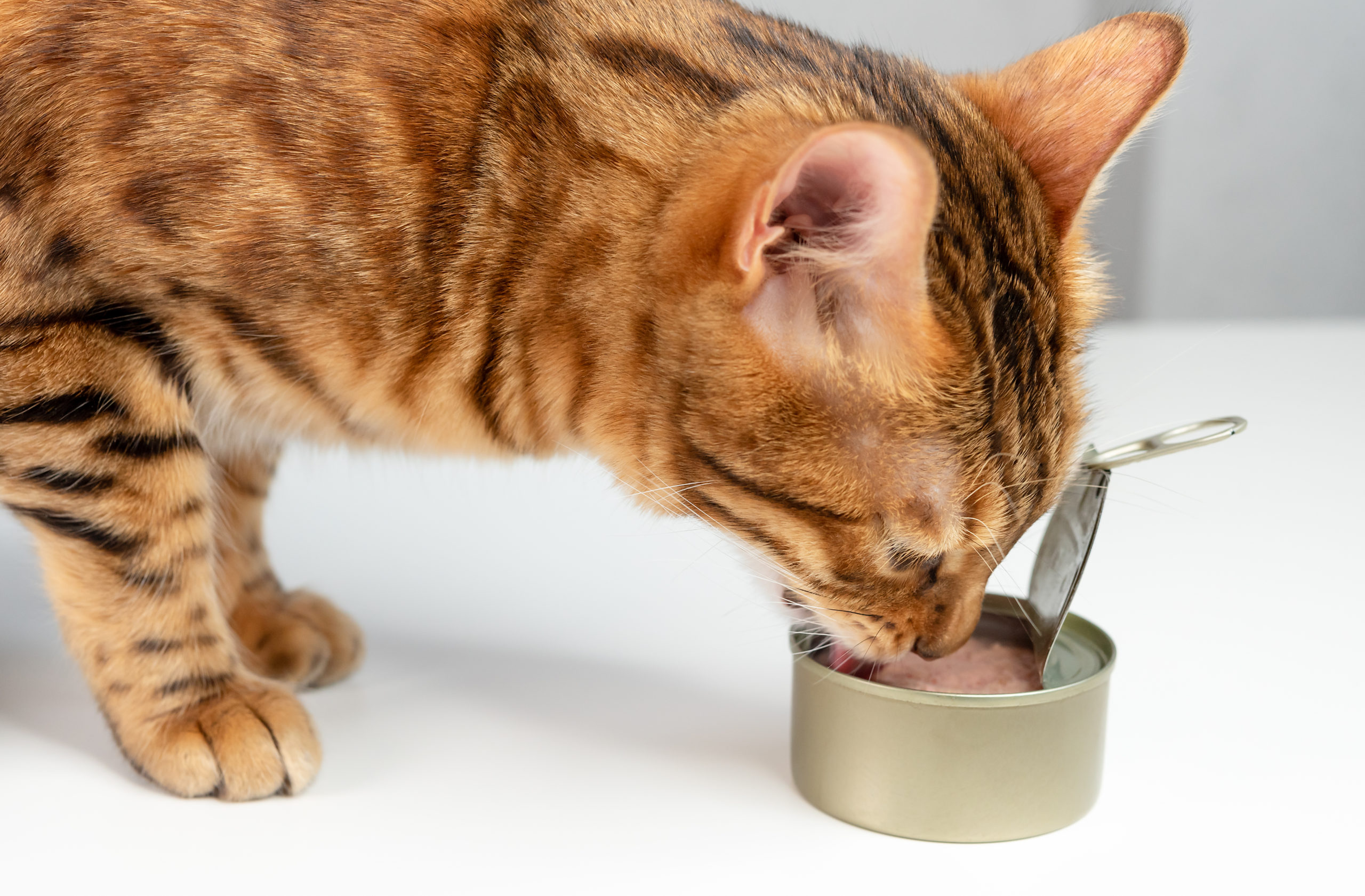 is tuna oil good for cats