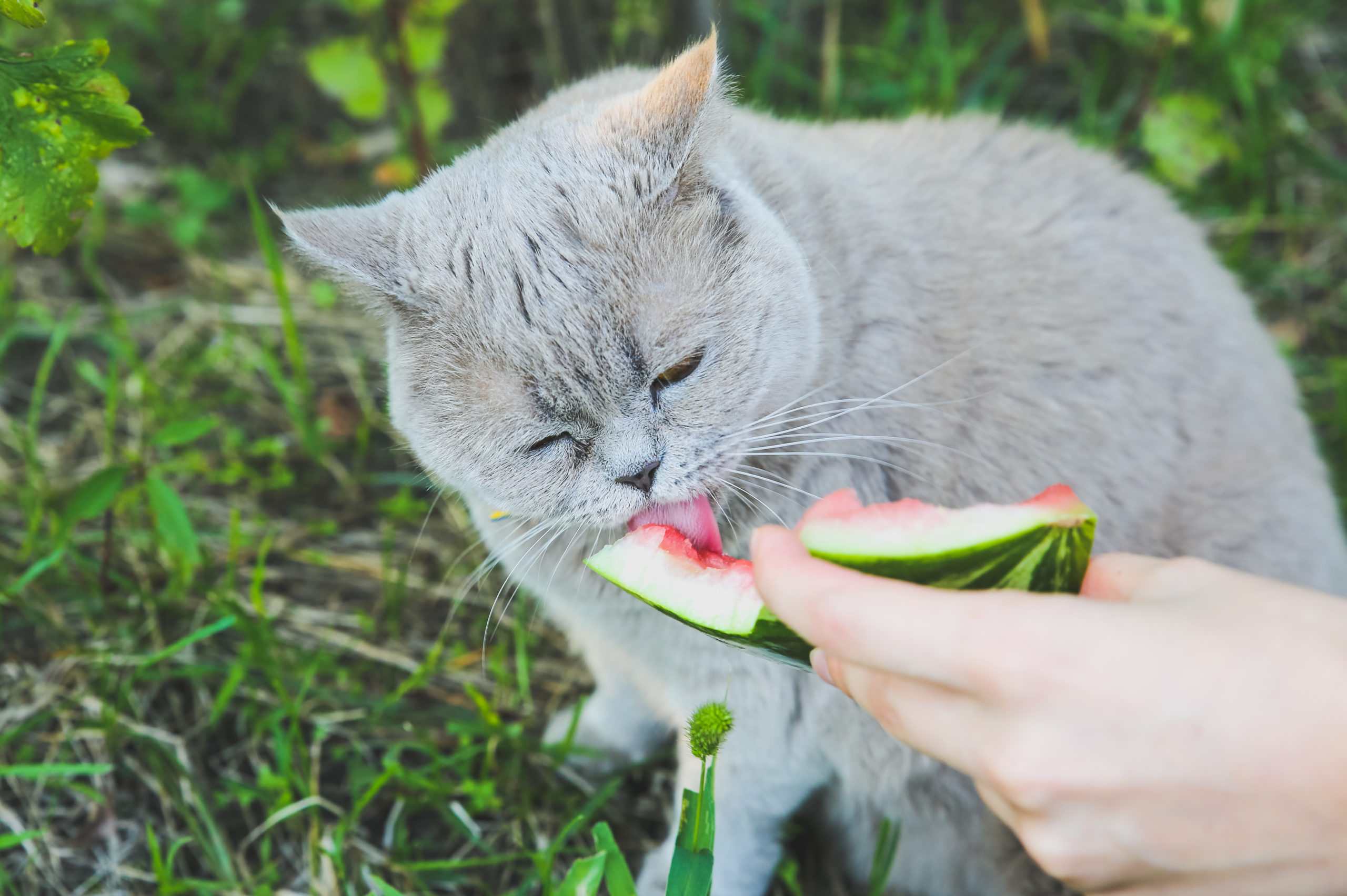 Кот ест лук