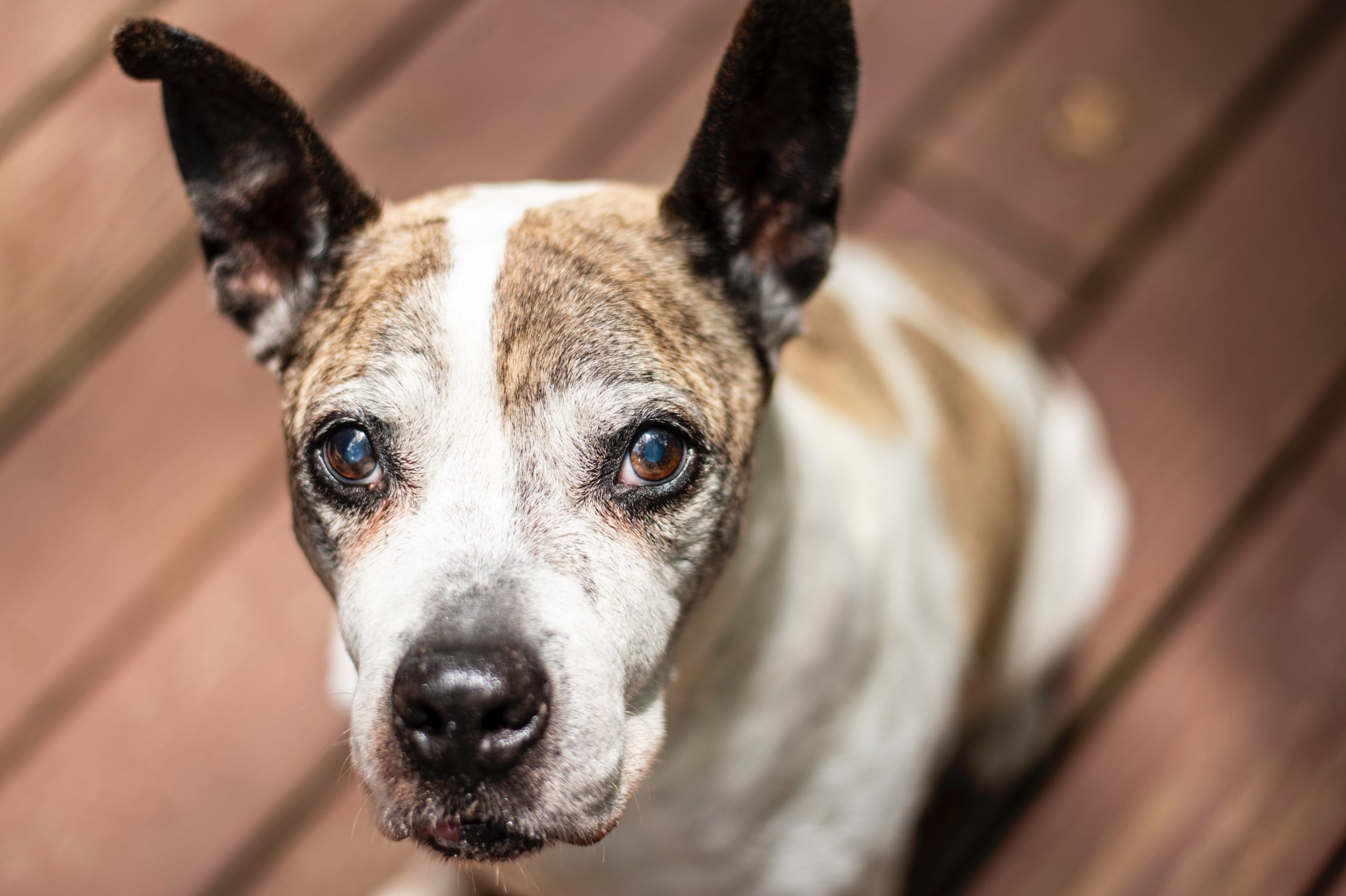 why-does-my-dog-keep-staring-at-me-cooper-pet-care