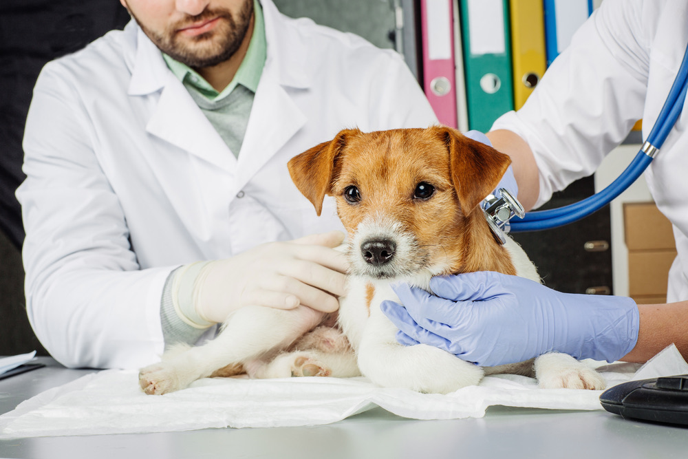 Autorisatie Geaccepteerd mineraal Hoe vaak moet een hond naar de dierenarts? – Cooper Pet Care