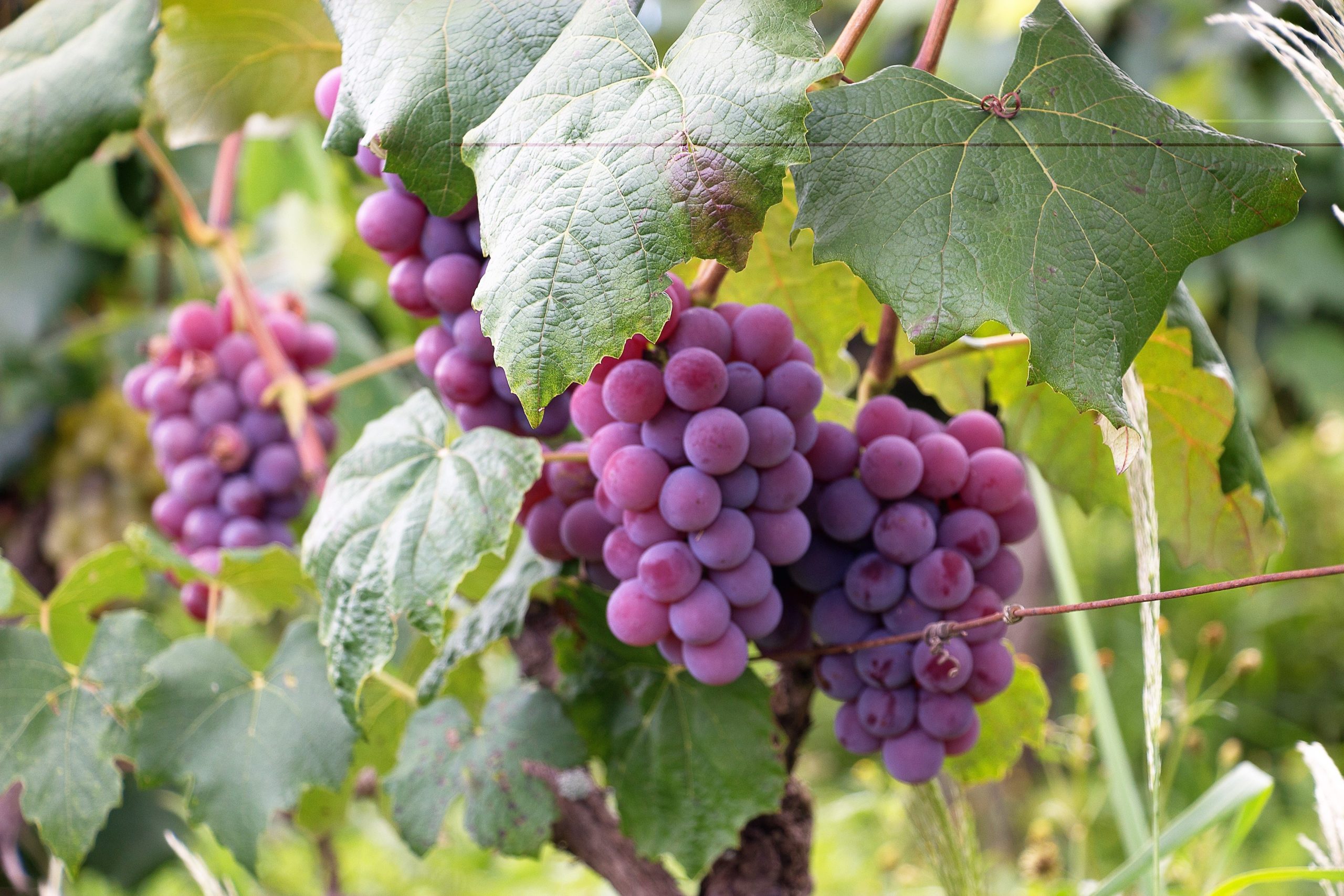 are grape vines toxic to dogs