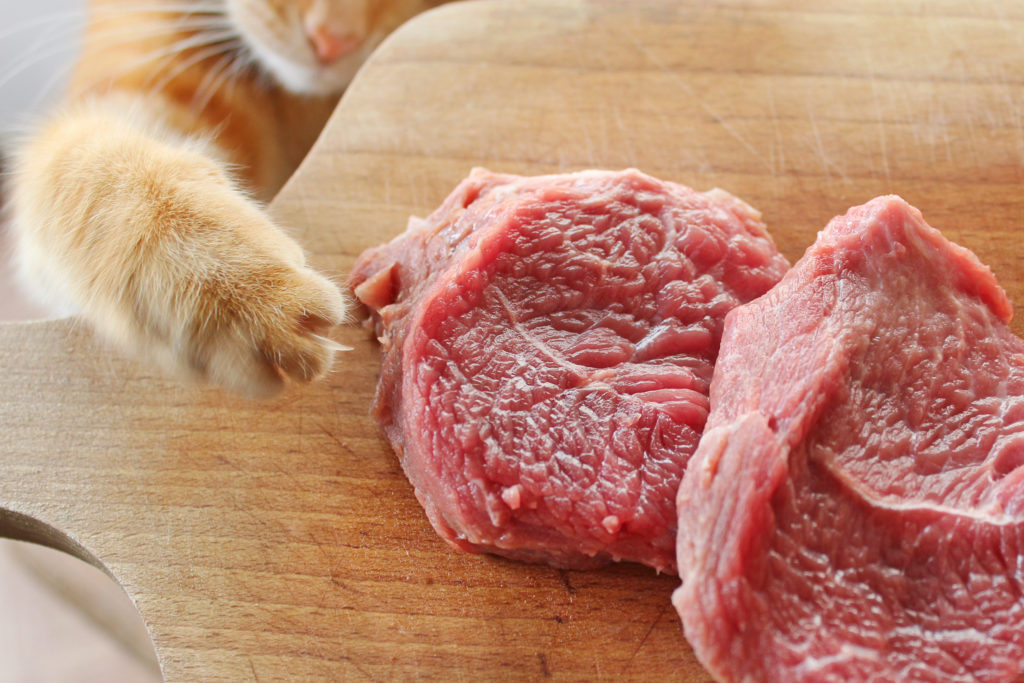 Can cats 2025 eat pork