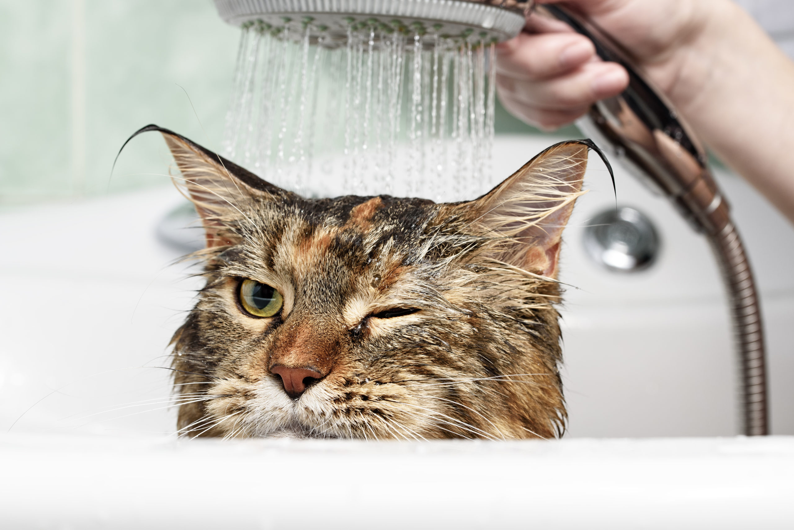 Bathing your Cat Everything You Need to Know! Cooper Pet Care