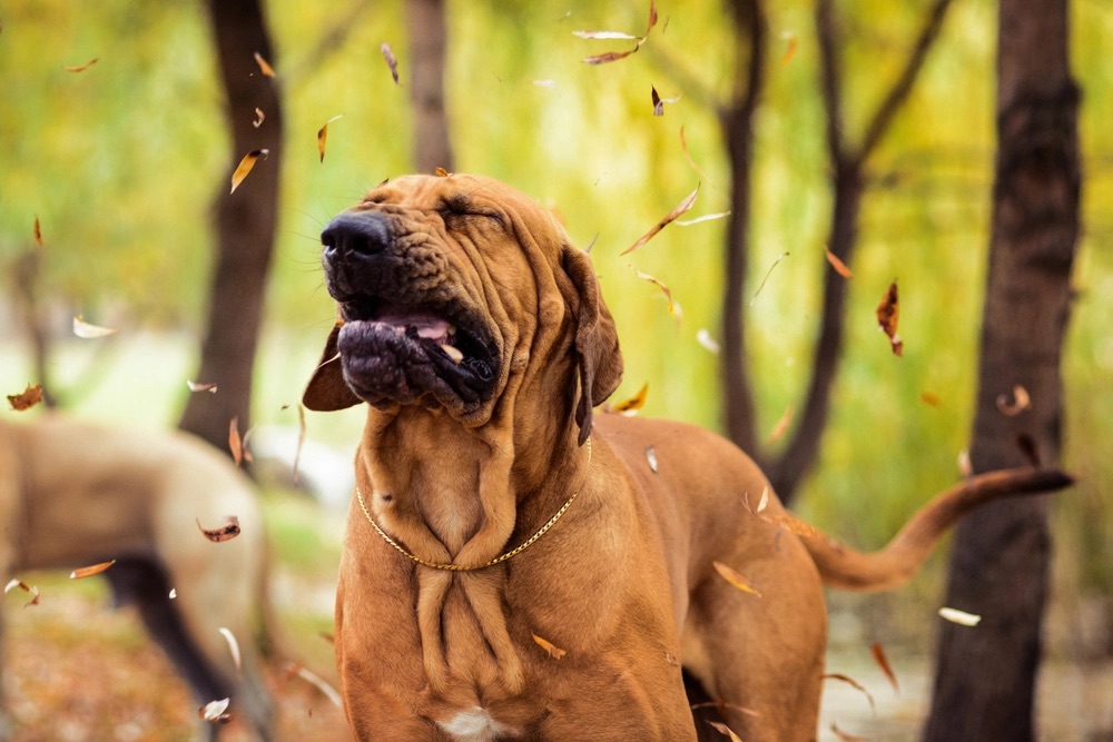 what are common dog allergies