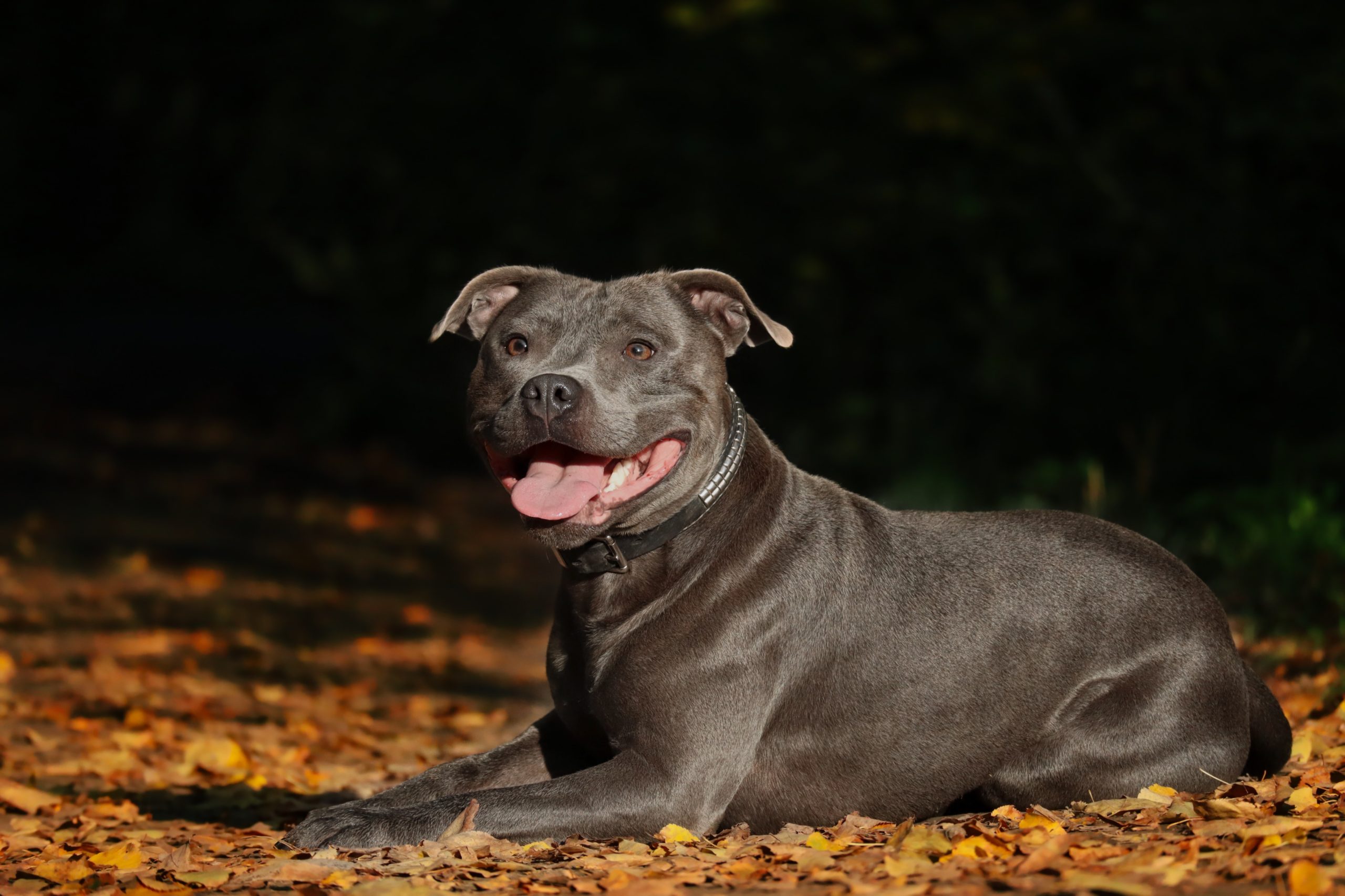 Bull sales terrier working