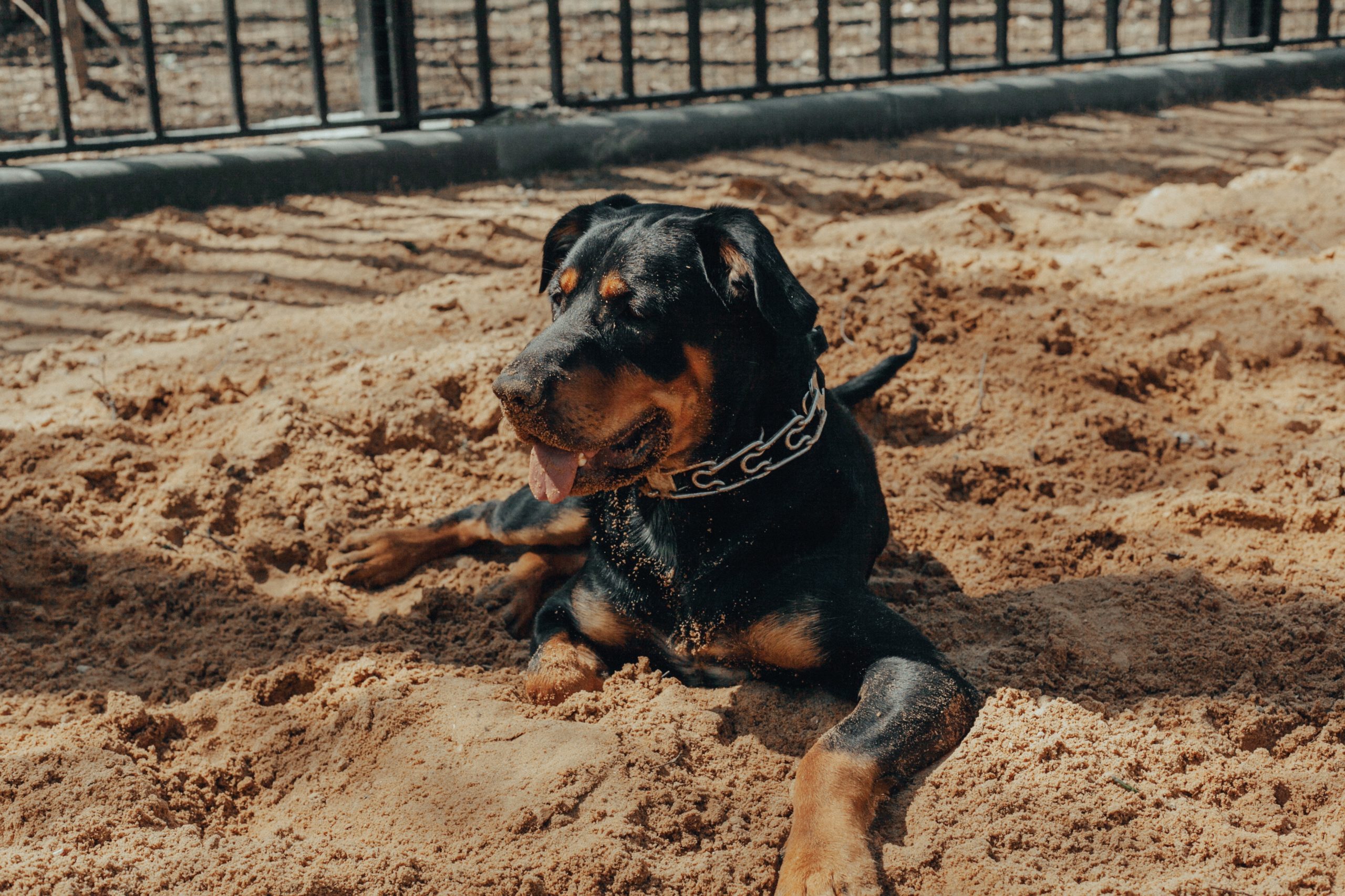 are german rottweilers good guard dogs