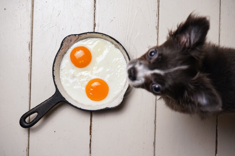 Giotto Dibondon Rust uit geluk Mag een hond ei? – Cooper Pet Care
