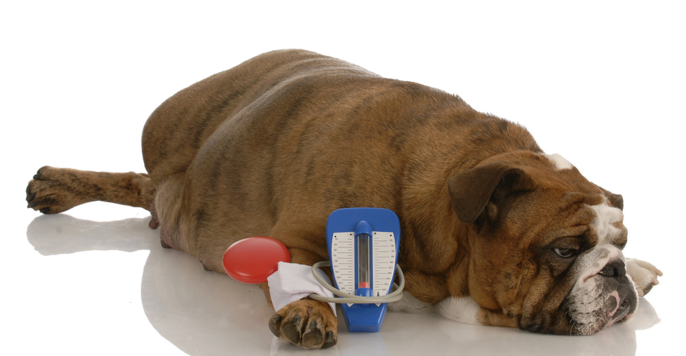 schieten Bliksem kans Dé gids voor diabetes bij honden – Cooper Pet Care