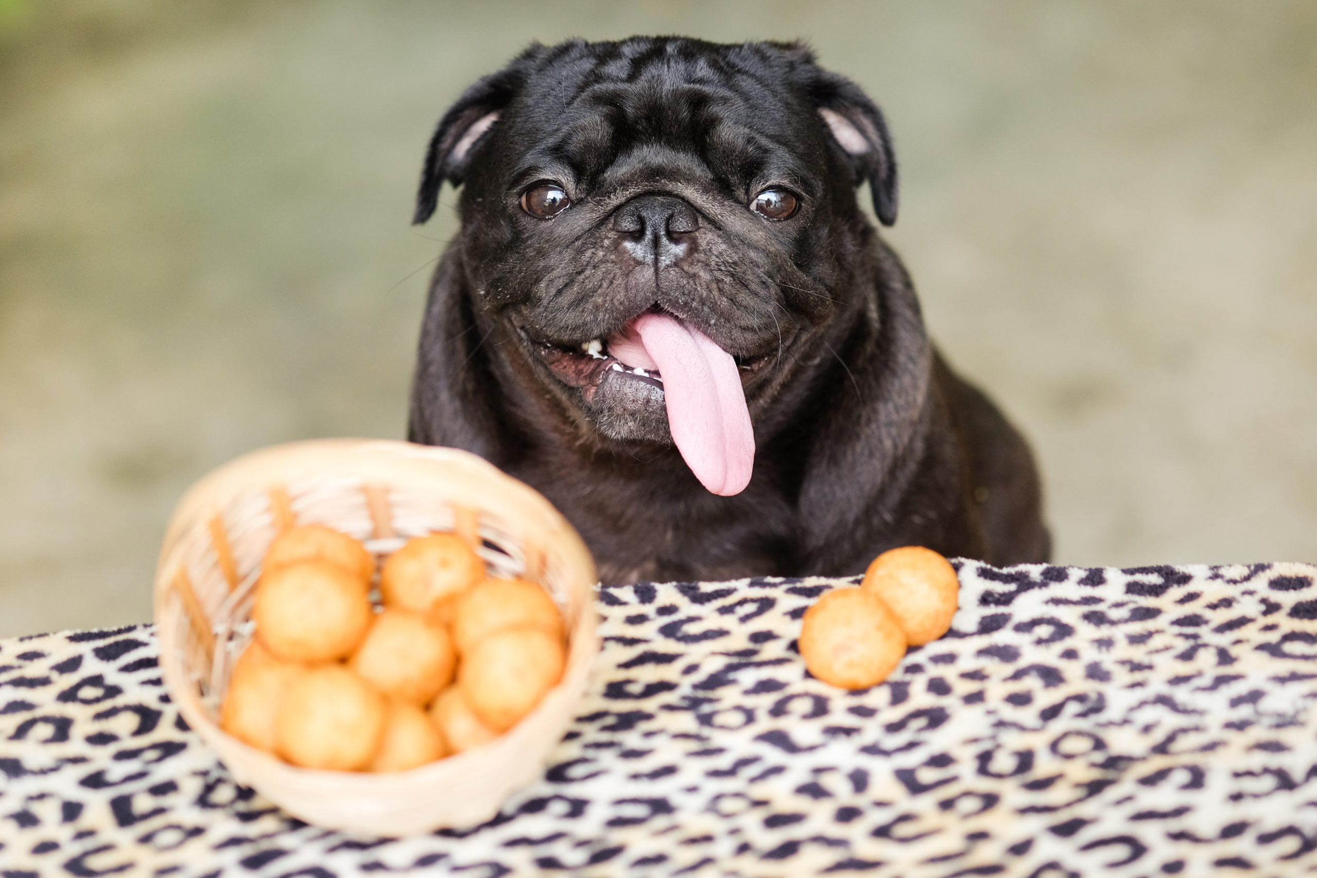 Potato bad shop for dogs