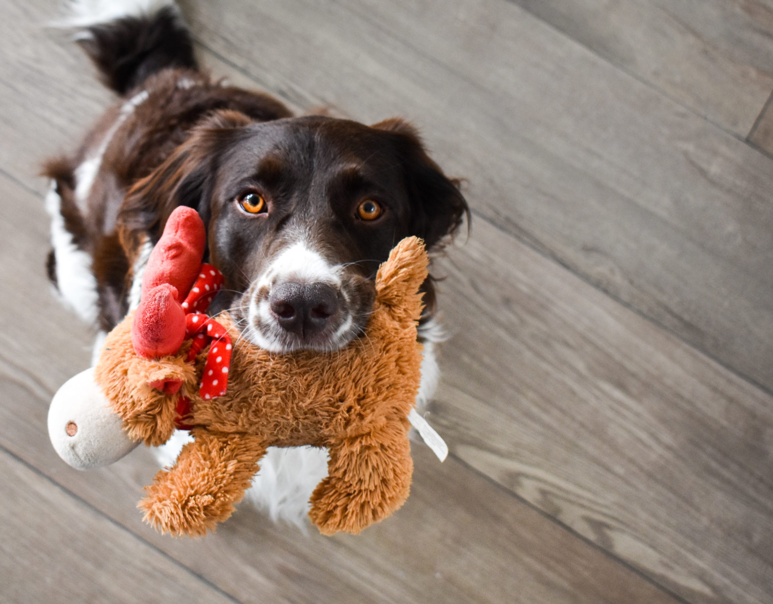 All About Toy Safety And Your New Puppy