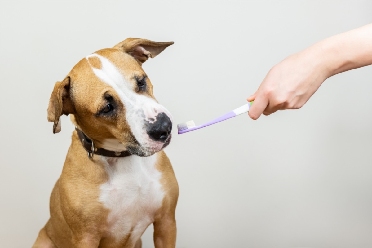 How to brush my deals dog's teeth