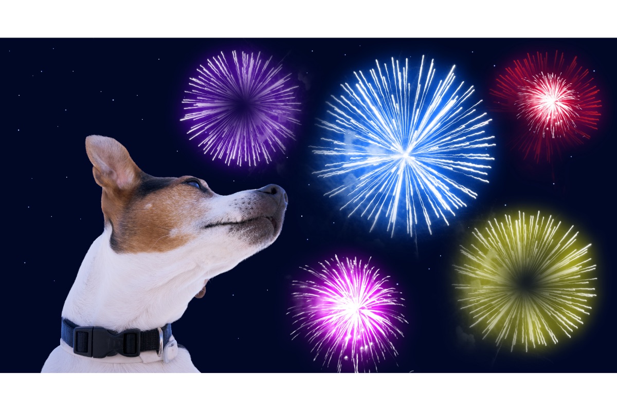 how to keep dog calm during foruth of july