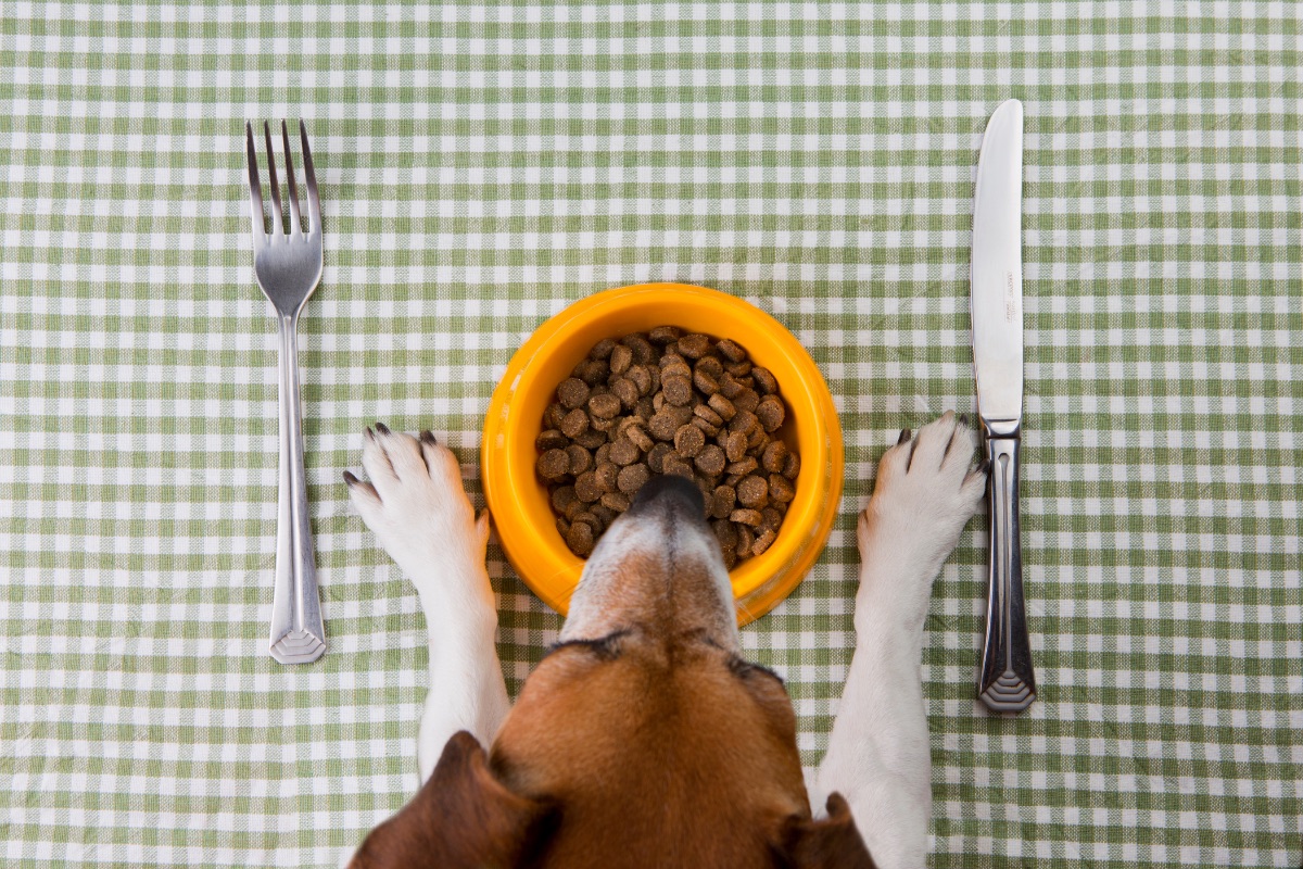 How to Do an Elimination Diet Trial for Your Pet Cooper Pet Care