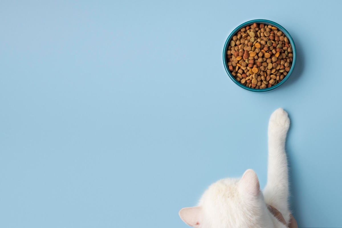 How to Switch Your Cat s Food Cooper Pet Care