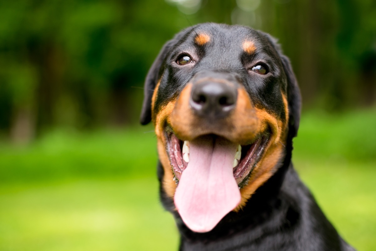 Why Is My Dog Panting So Much? Cooper Pet Care