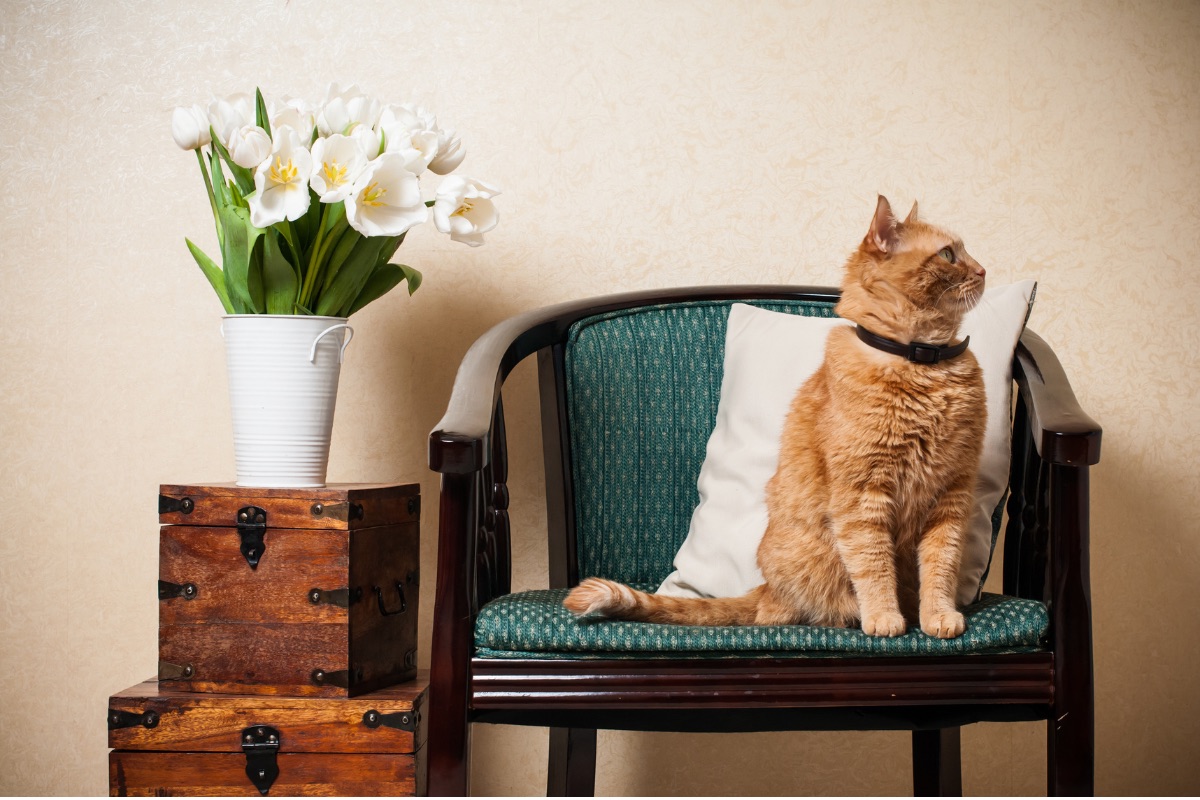 Hoe laat je een kat wennen aan een nieuw huis? Cooper Pet Care