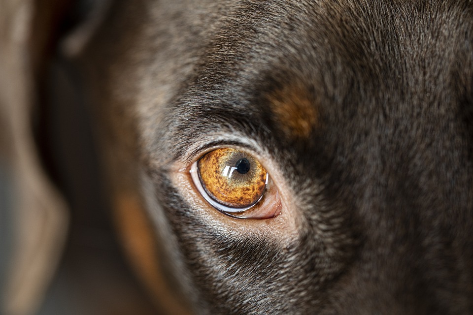 dog eyelid problems