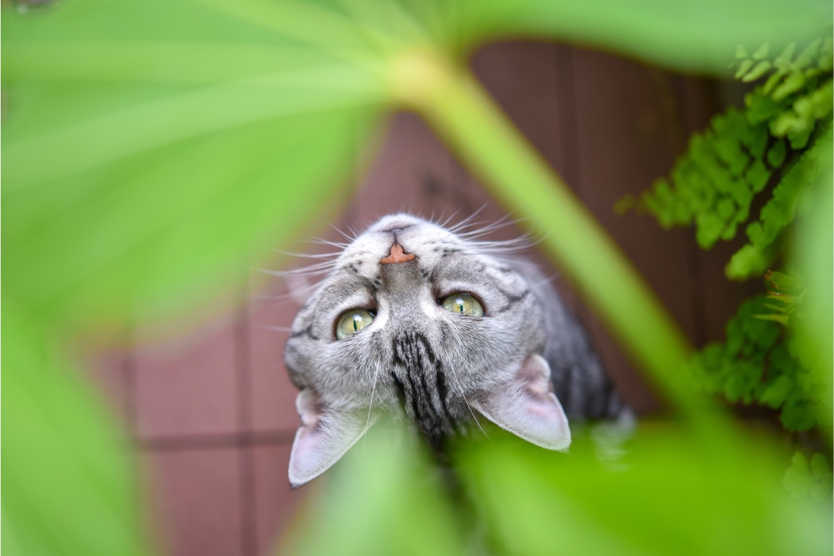 Top 10 Most Poisonous Plants For Cats