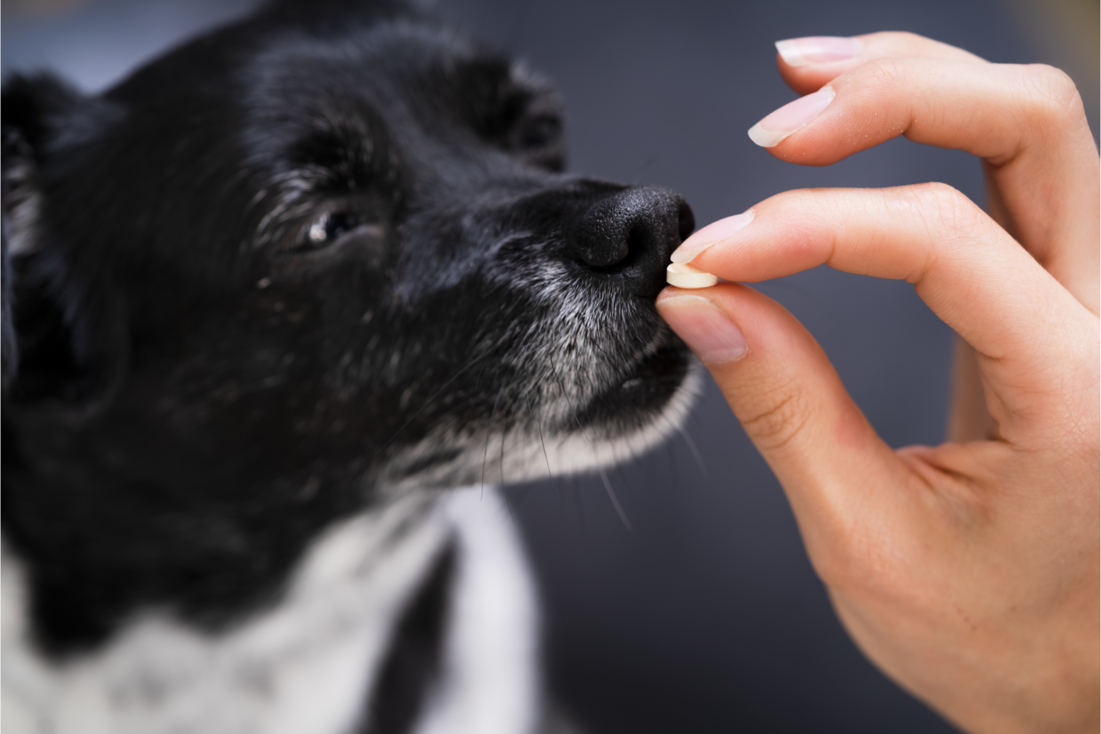 can you give your dog calpol for pain relief