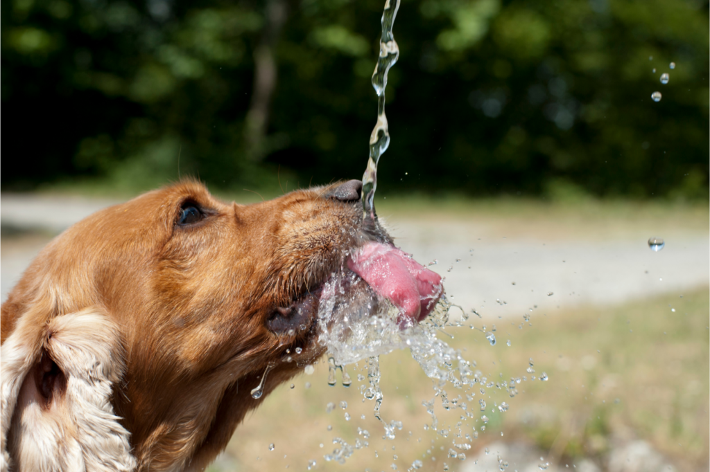 Hond Drinkt Veel Water Is Dit Normaal Cooper Pet Care