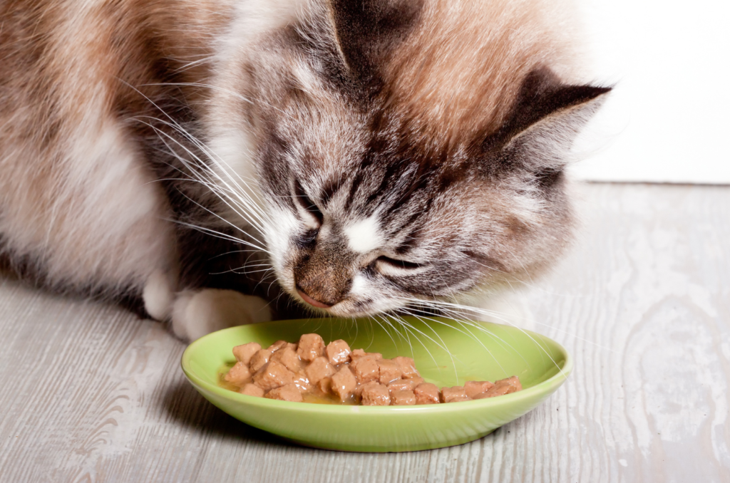 What to Do When Your Cat Won't Eat? – Cooper Pet Care