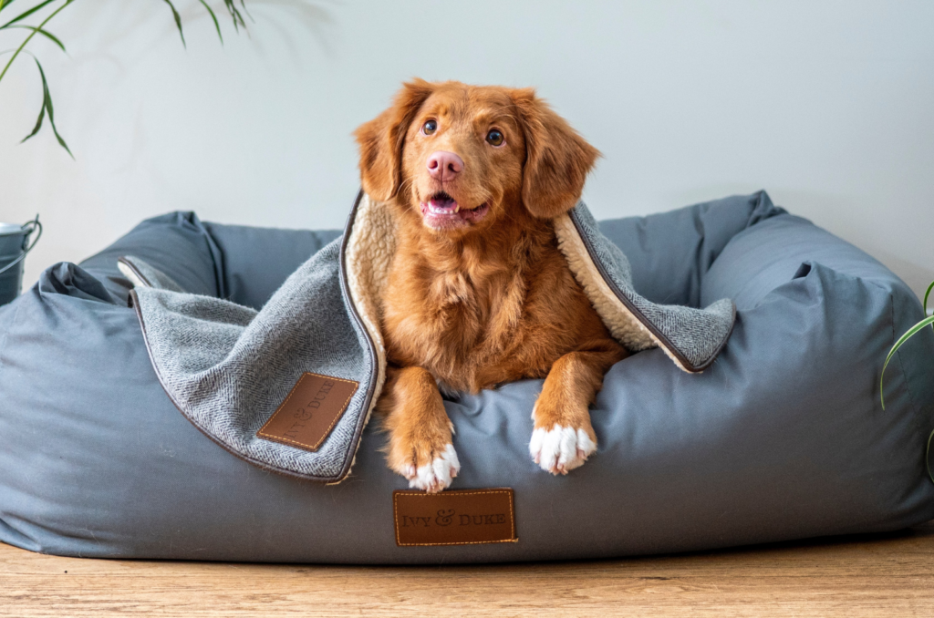 Encyclopedie voor Knorretje Hoe kun je artrose van je hond het beste behandelen? – Cooper Pet Care
