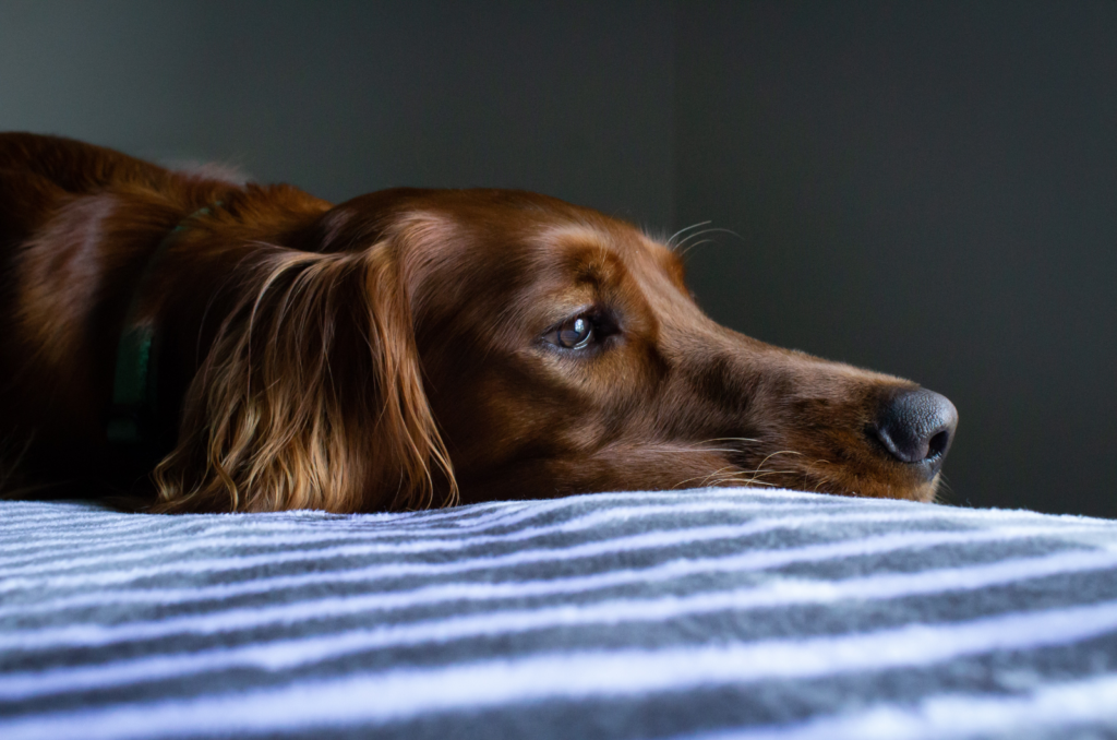 Why Is My Dog Throwing Up Bile? Cooper Pet Care