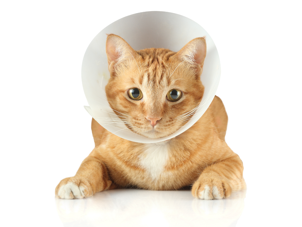 Common cat hot sale ailments