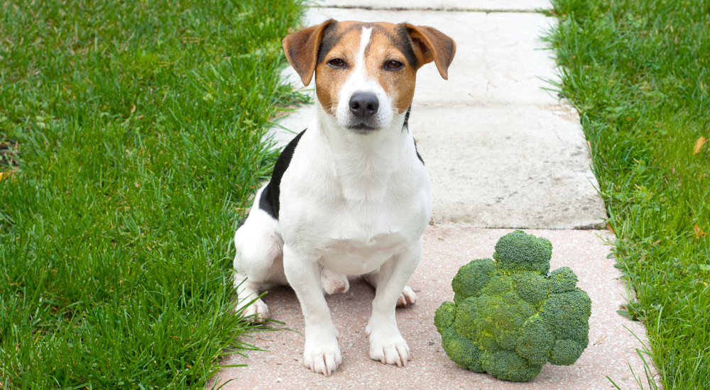 Can Dogs Eat Broccoli? – Cooper Pet Care