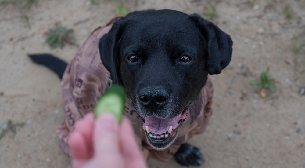 Can Dogs Eat Cucumbers Cooper Pet Care