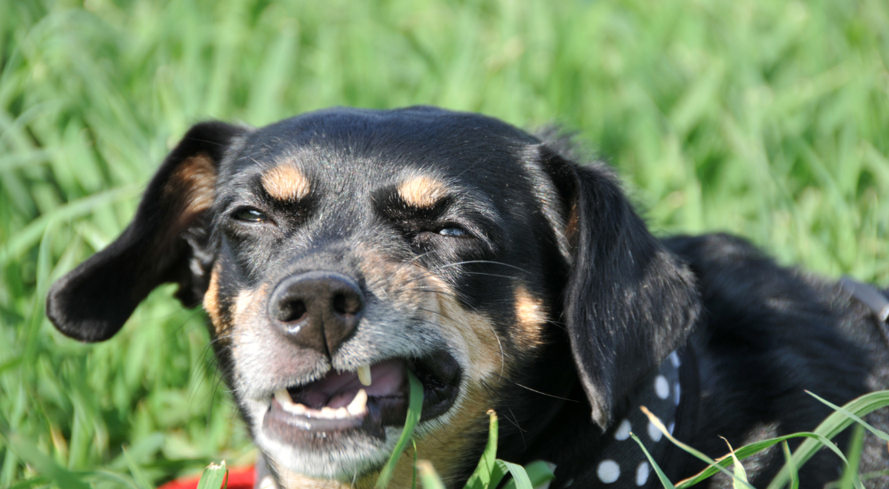 Are potato skins store bad for dogs