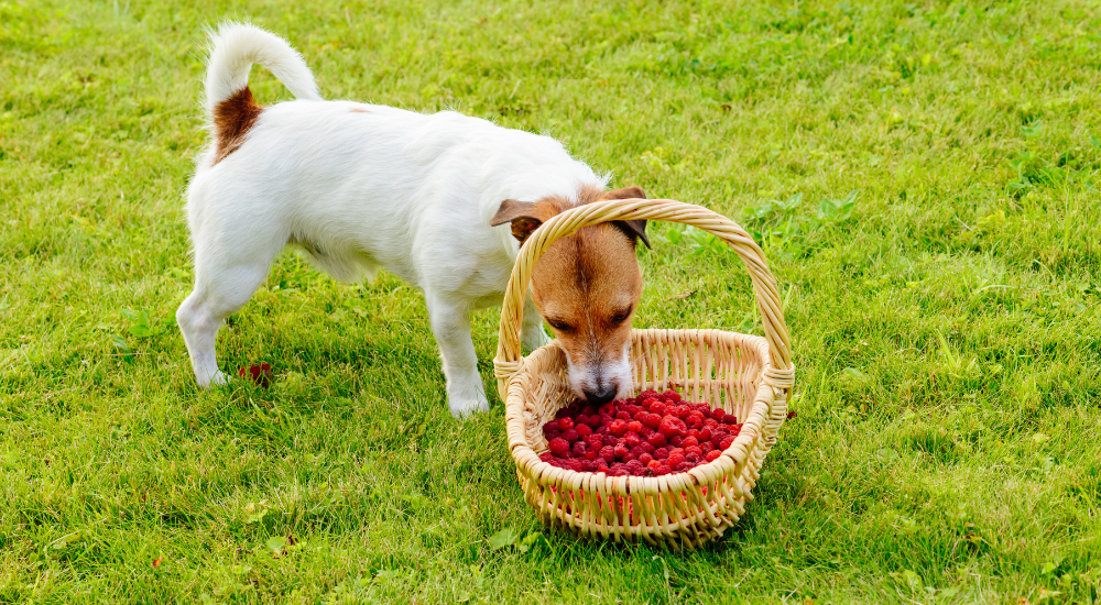 Can i give shop my dog raspberries