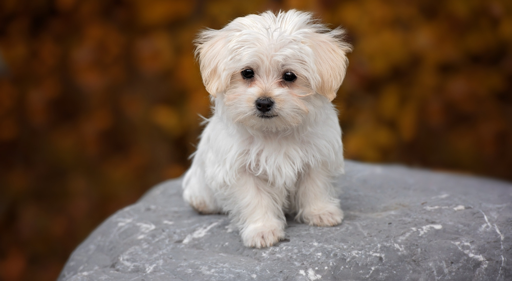 My Puppy Eats Rocks. What to Do Cooper Pet Care