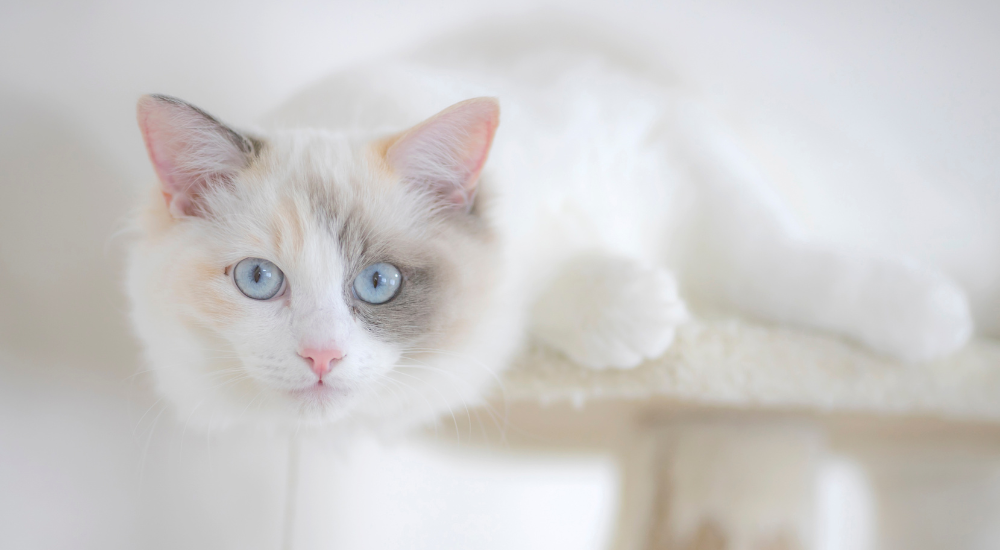 All white best sale ragdoll cat