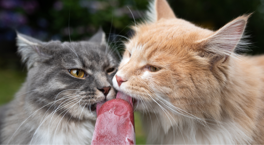 Cats eating ice outlet cream