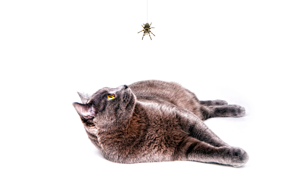 My Cat Ate A Spider Cooper Pet Care