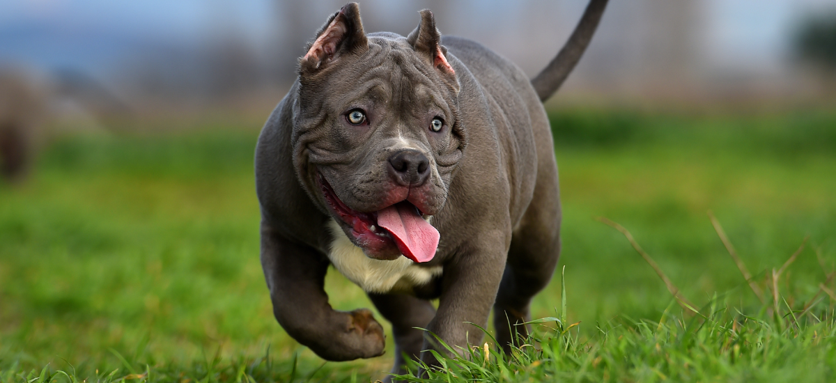 American Bully (character, diet, care)