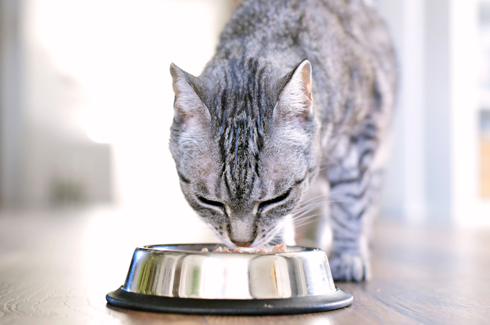 Wat mag een kat niet eten? Cooper Pet Care