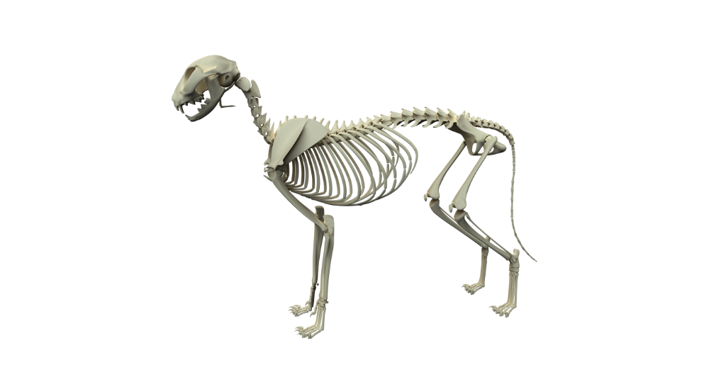 Dog clearance skeleton bones