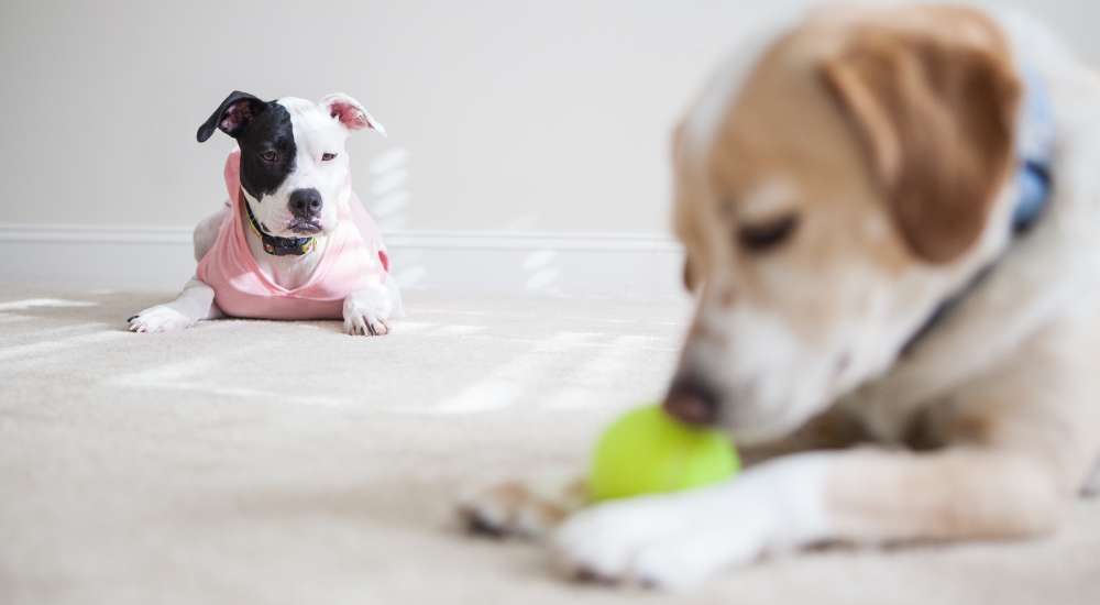 Tennis ball fuzz bad best sale for dogs