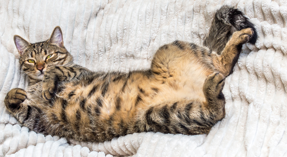 Why Do Cats Show Their Bellies? Cooper Pet Care