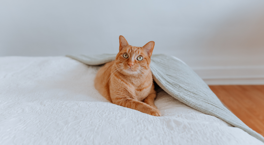 Why Does My Cat Sleep With Me? Cooper Pet Care