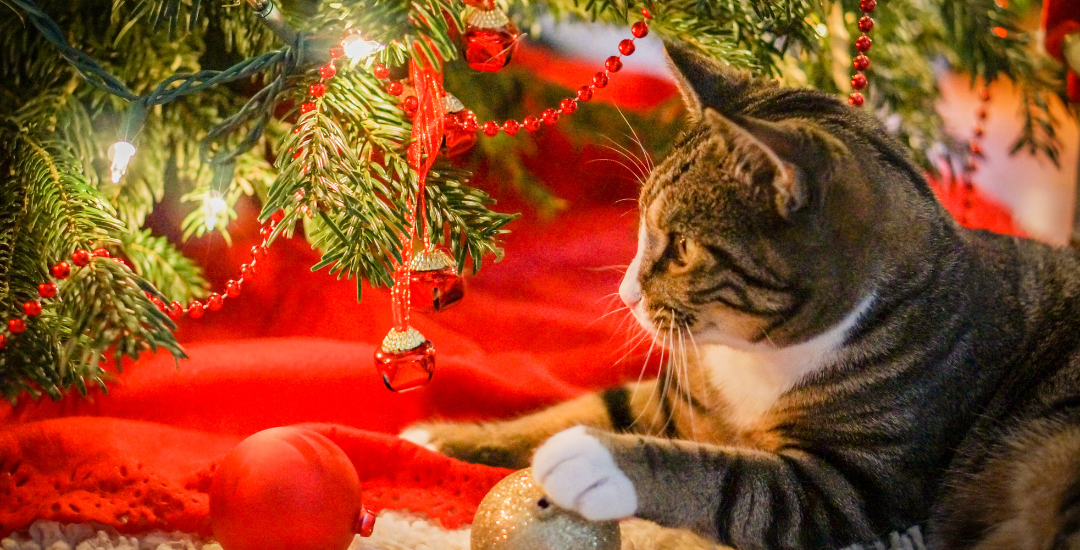 How To Keep Your Cat Out of The Christmas Tree – Cooper Pet Care