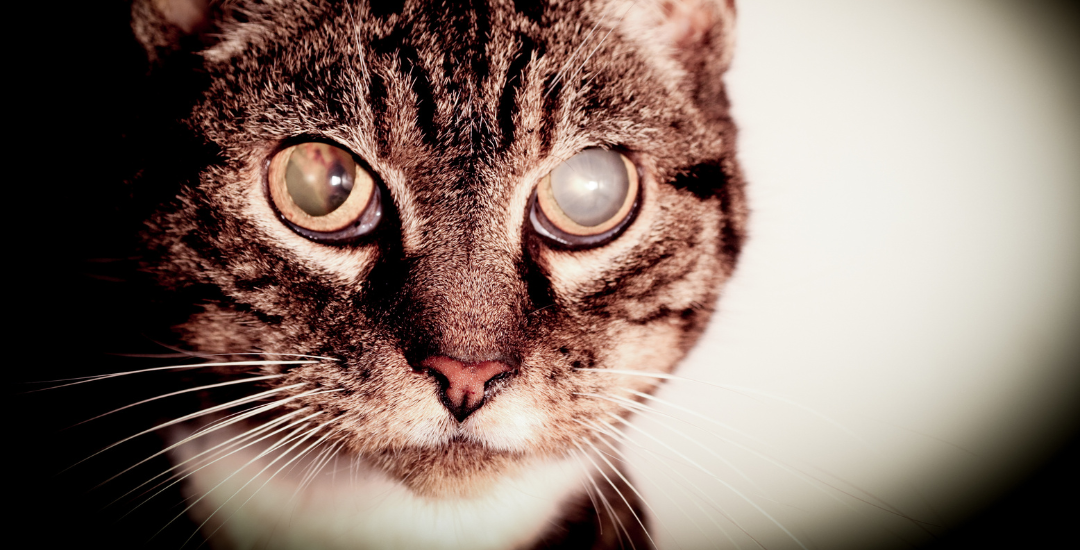 Recognizing blindness in cats cooper pet care